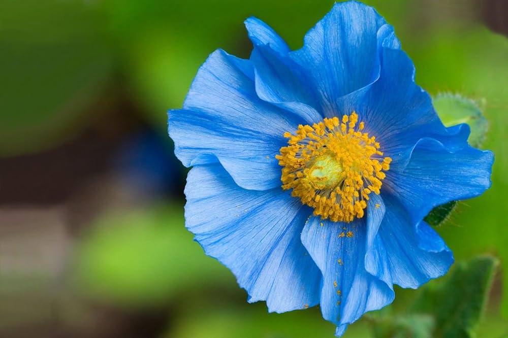 blue himalayan flower seeds