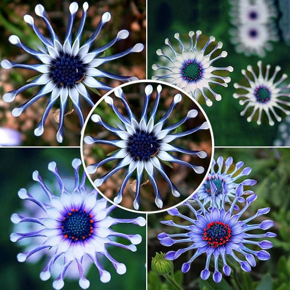 blue daisy flower seeds
