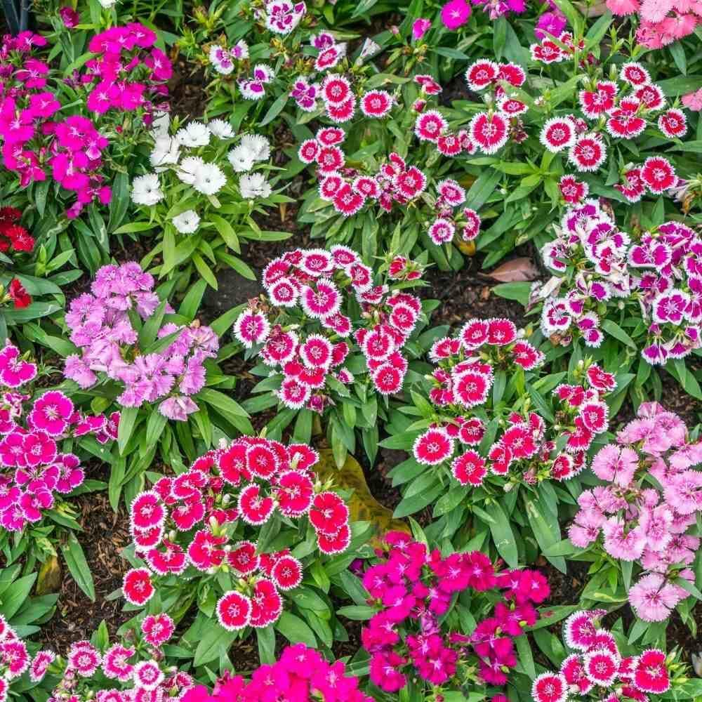 heirloom dianthus flower seeds