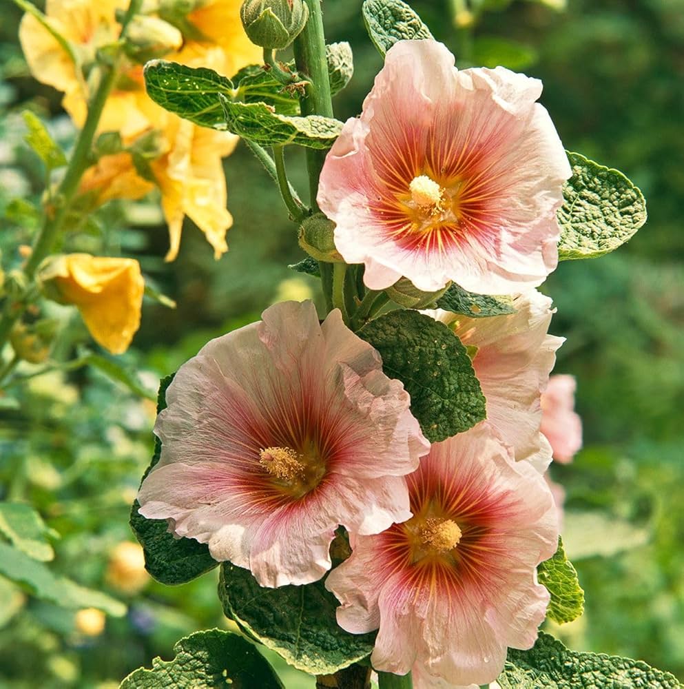 hollyhock mixed flower seeds