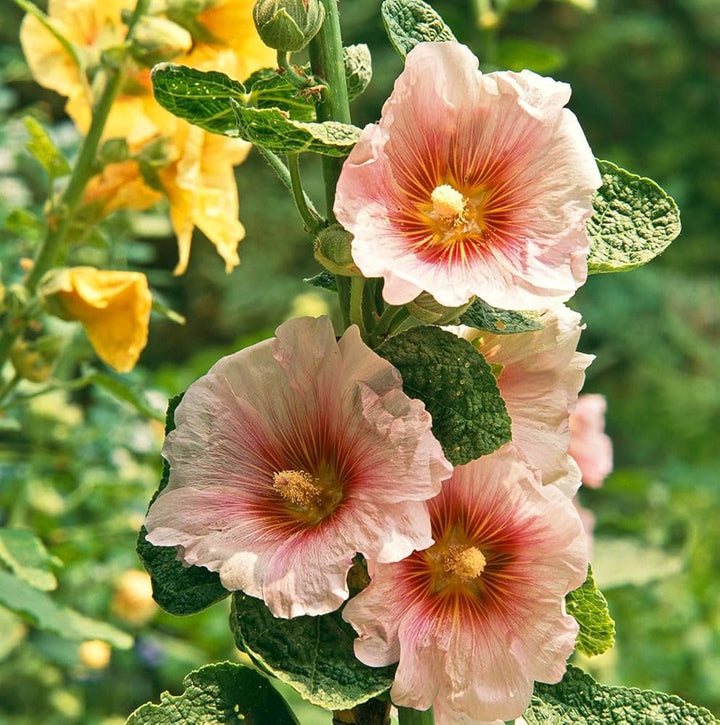 Hollyhock Mixed Flower For Planting Flower Seeds for Home Garden Planting, Lush Organic Blooming