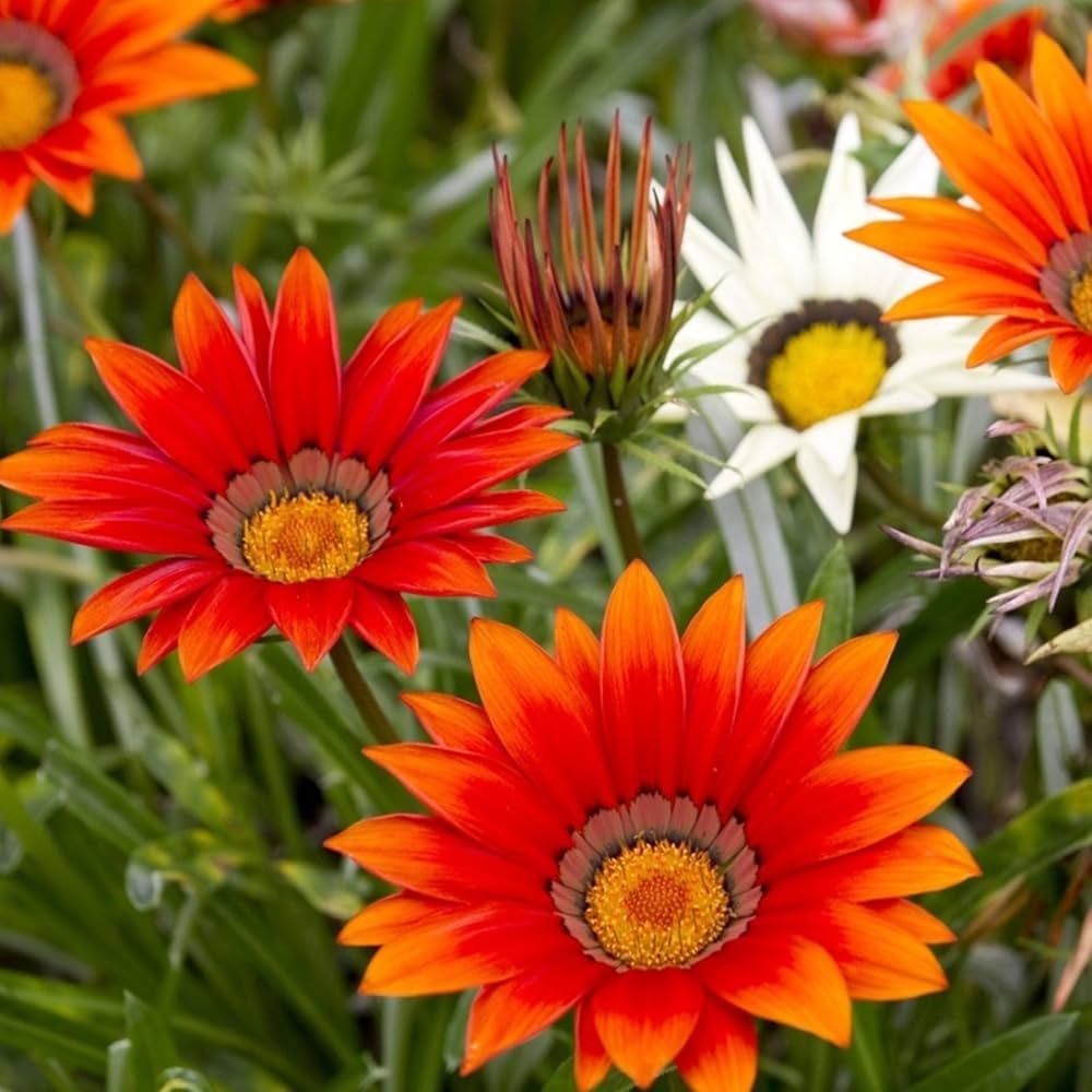 Gazania Blomsterfrø til Plantning - Rød 100 stk