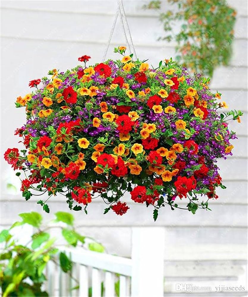Multicolored Gloxinia Flower Seeds – Heirloom Non-GMO High Germination Organic Garden Seeds for Planting
