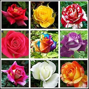 rose flower flower seeds