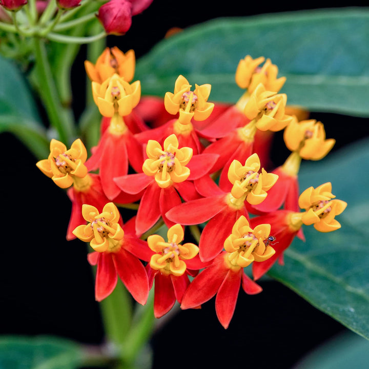 Asclepias Curassavica Flower Seeds for Planting - 100 pcs