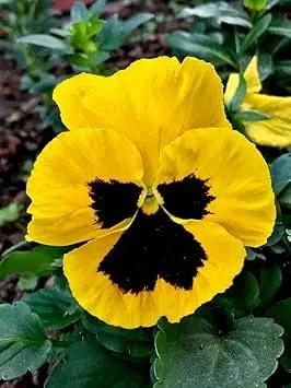 yellow pansy flower seeds