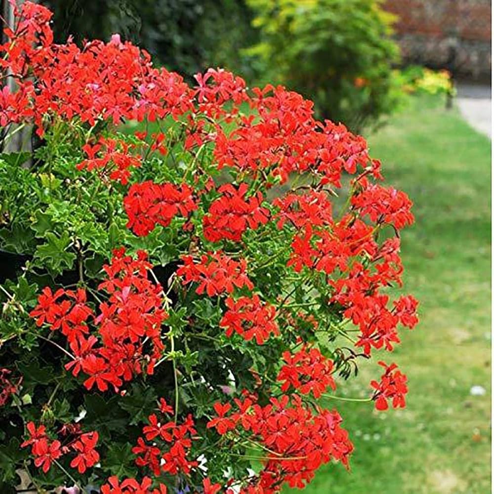 Red Geranium Pelargonium Flower Seeds for Planting - 100 pcs