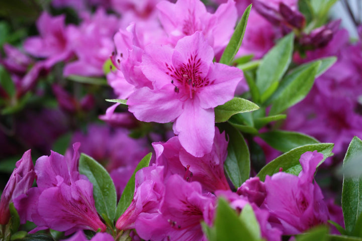 Azalea blomsterfrø til plantning, lilla, 100 stk