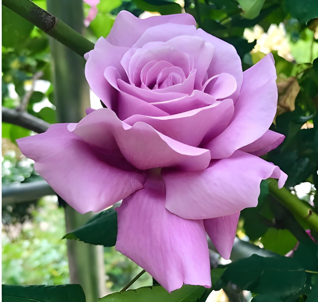 lavender rose flower seeds