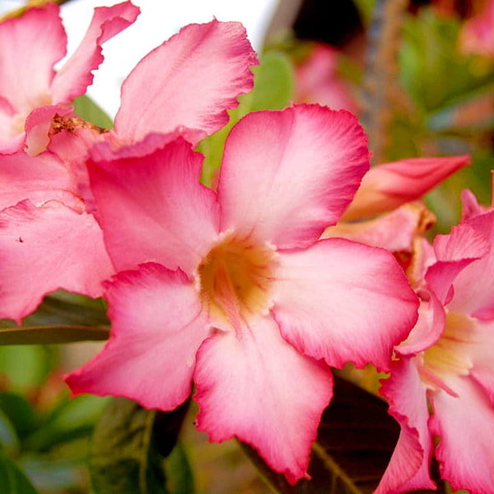 Light Pink Adenium Obesum Flower Seeds for Planting – Heirloom Non-GMO High Germination Garden Seeds