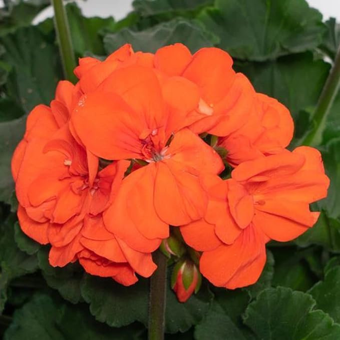 Organic Heirloom Non-GMO Orange Geranium Seeds for Planting – Colorful Garden Blooms