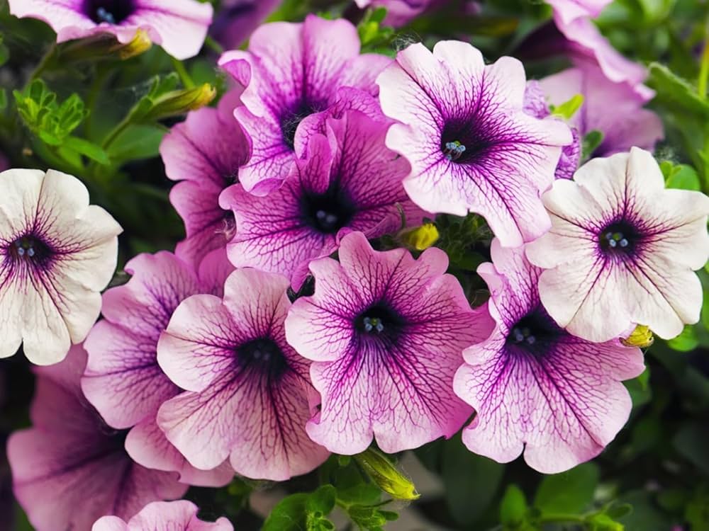 Lavender Petunia Flower Seeds 100 pcs