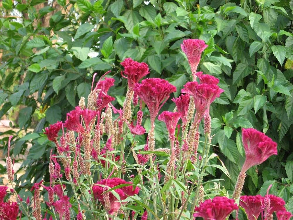 gallo crest flower seeds