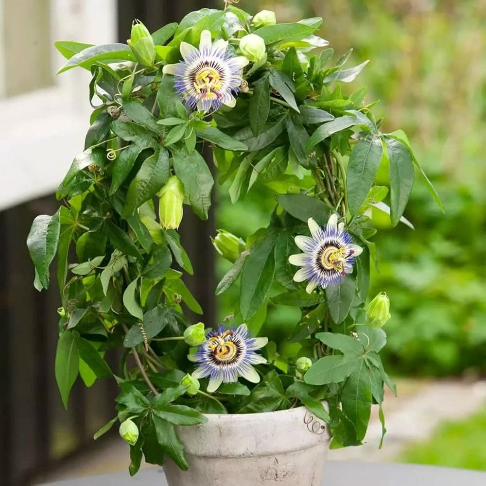 passion flower flower seeds