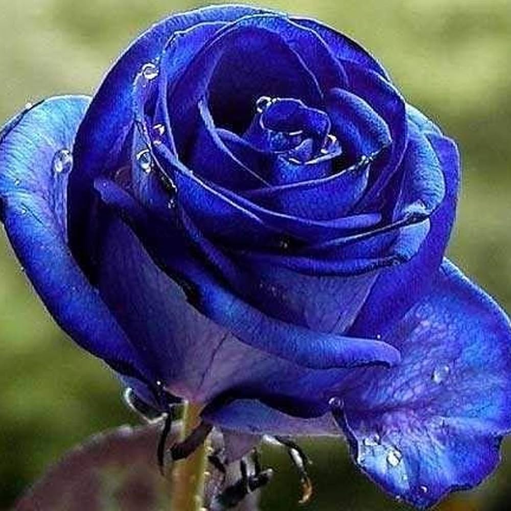 rose flower flower seeds