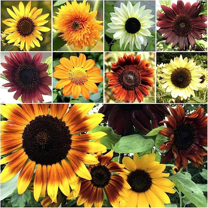 Sunflower Mixed Flower Seeds for Planting 100 pcs