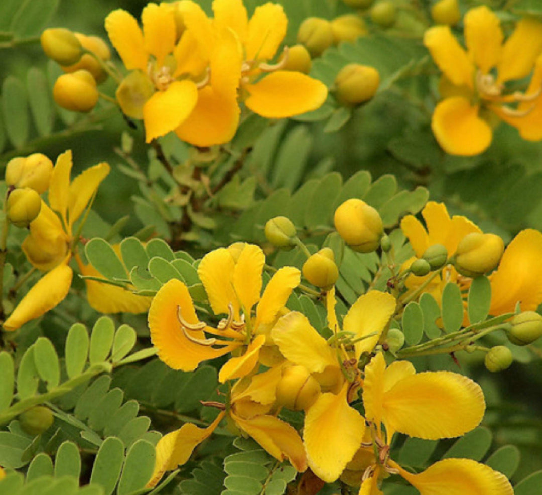 yellow cassia flower seeds