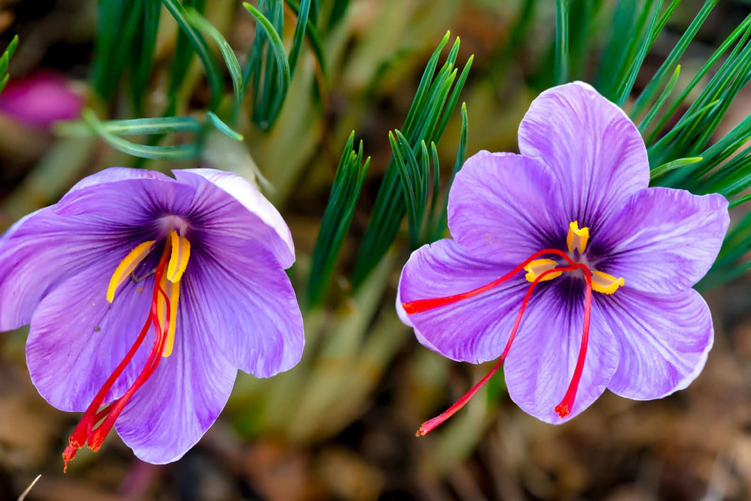 heirloom non flower seeds