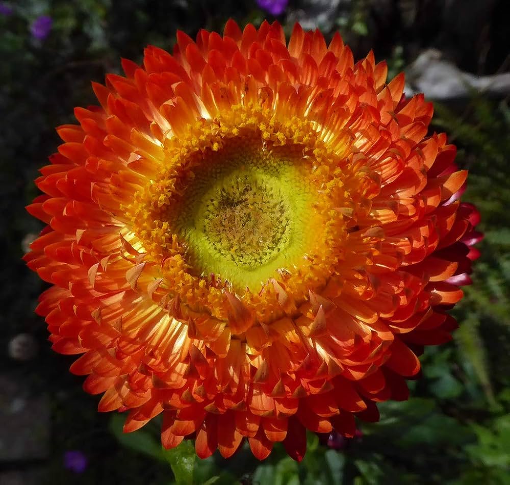 immortelle straw flower seeds
