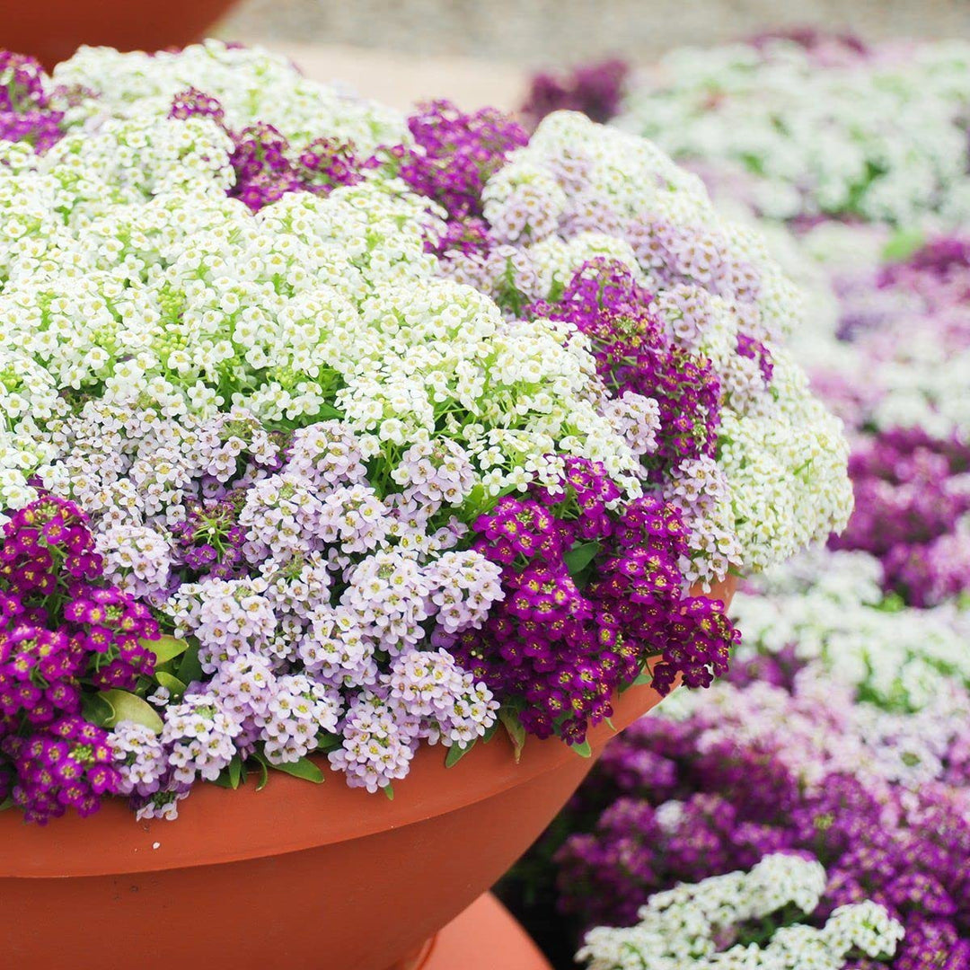 Alyssum Blomsterfrø til udplantning, 100 stk