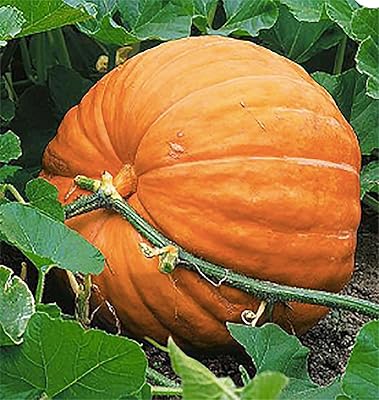 Wallace Whoppers Giant Pumpkin Seeds for Record-Breaking Yields  100 pcs