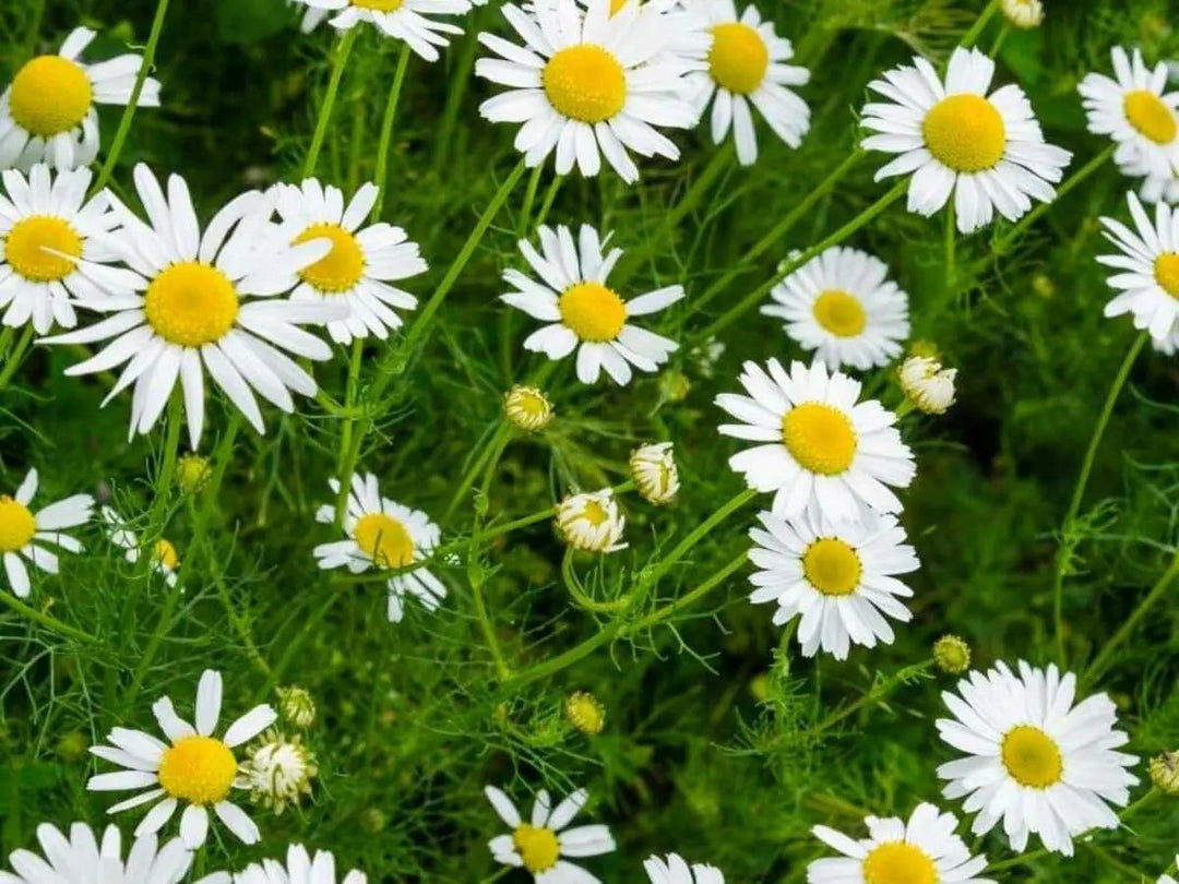 chamomile flower flower seeds