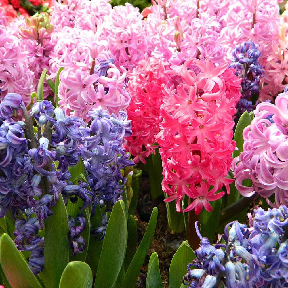 Hyacinthus Orientalis Frø til udplantning 100 stk