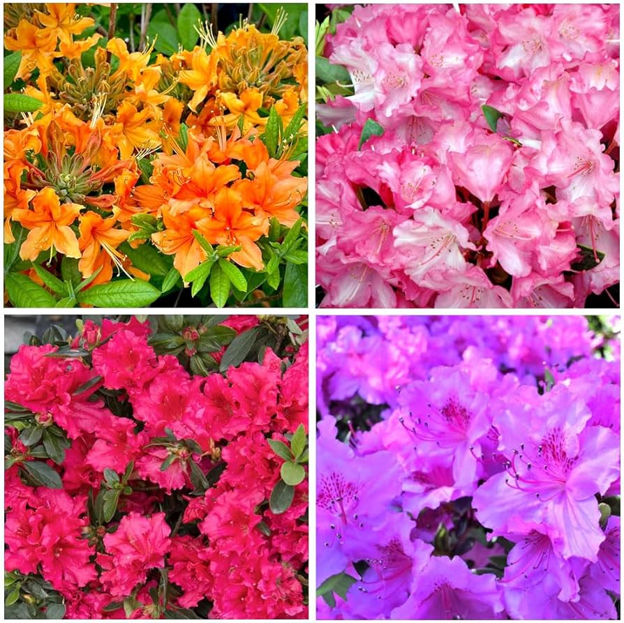 azalea rhododendron flower seeds
