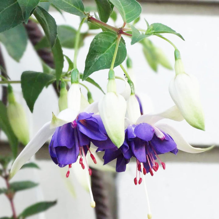 Heirloom Blue White Fuchsia Flower Seeds for Planting - Non-GMO, High Germination Organic Rare Blooming Garden Seeds