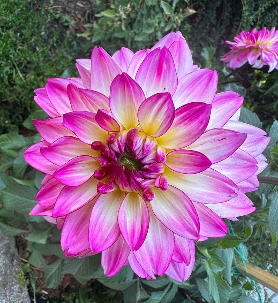 dahlia dahlia flower seeds