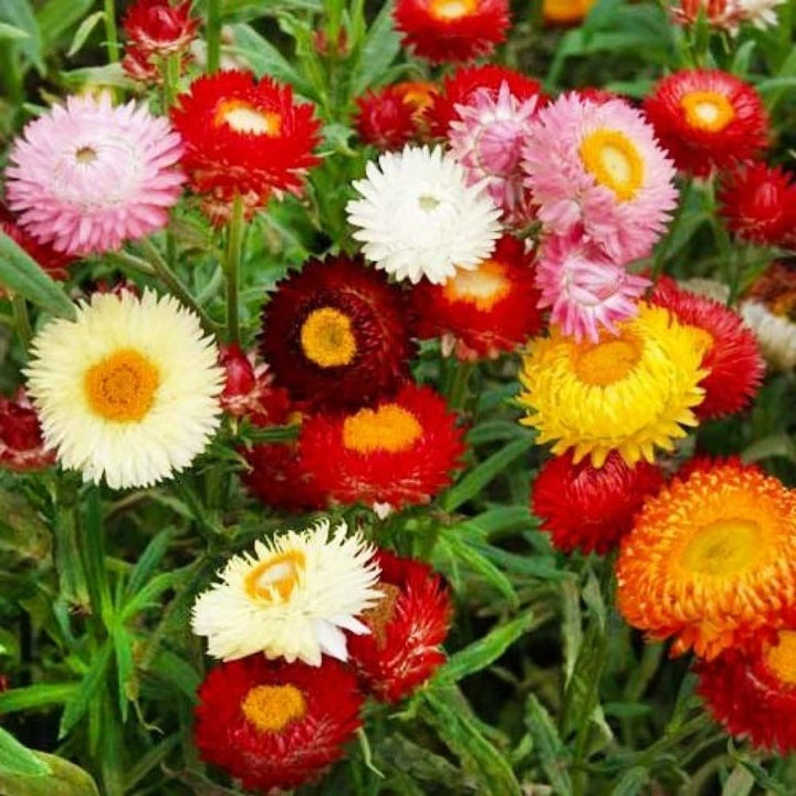 Heirloom Non-GMO Mixed Helianthemum Flower Seeds for Planting – Colorful Rock Garden Blooms