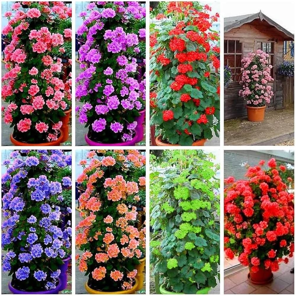 climbing geranium seeds Climbing Geranium Mixed Colour Seeds for Planting – Heirloom, Non-GMO, High Germination Organic Garden Seeds