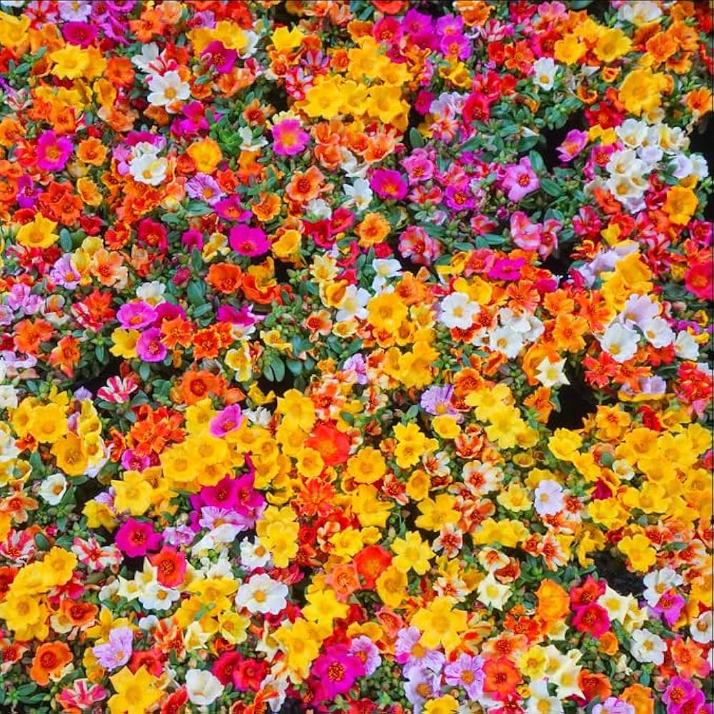 blooming wildflower flower seeds