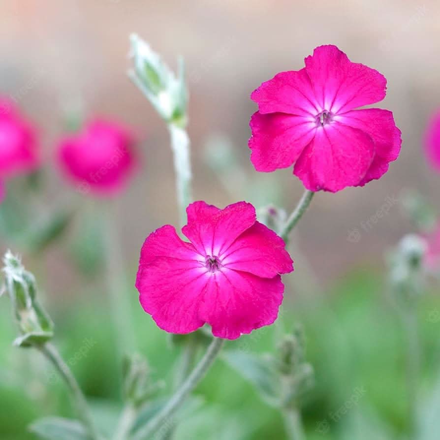 pink tall flower seeds