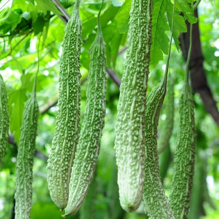 Indian Long Bitter Gourd Seeds for Planting – Heirloom, Non-GMO Vegetable Seeds for Organic Home Gardening