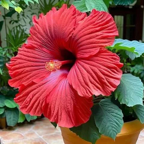 red giant flower seeds