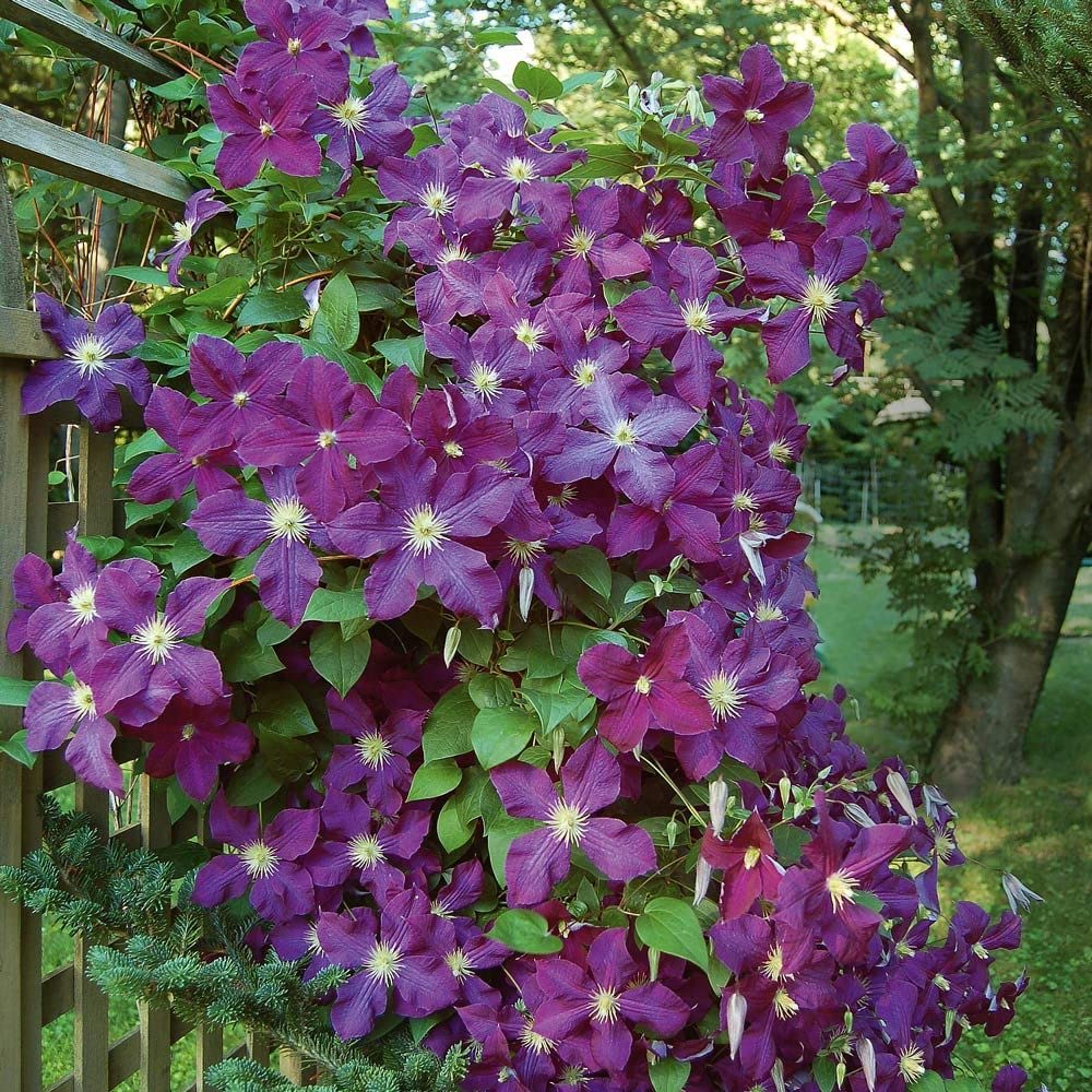 clematis climbing flower seeds