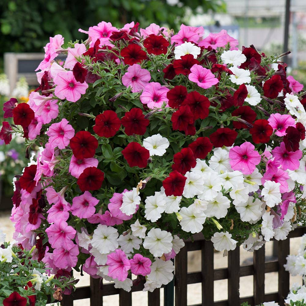 pink pink flower seeds