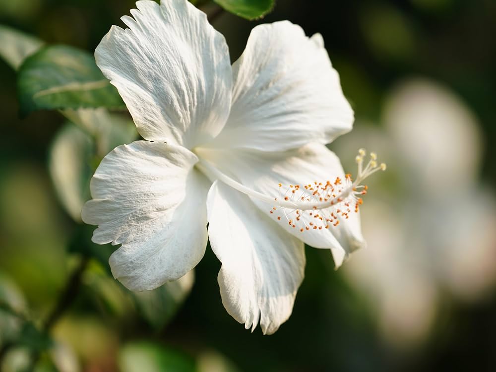 white maroon flower seeds