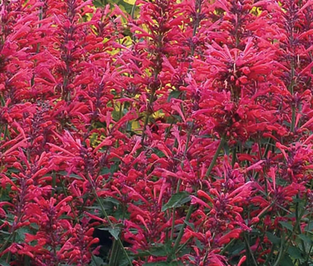 agastache cana flower seeds