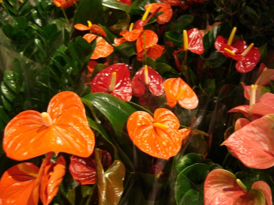 flamingo flower seeds Multi-Colour Anthurium Flower Seeds for Planting Tropical