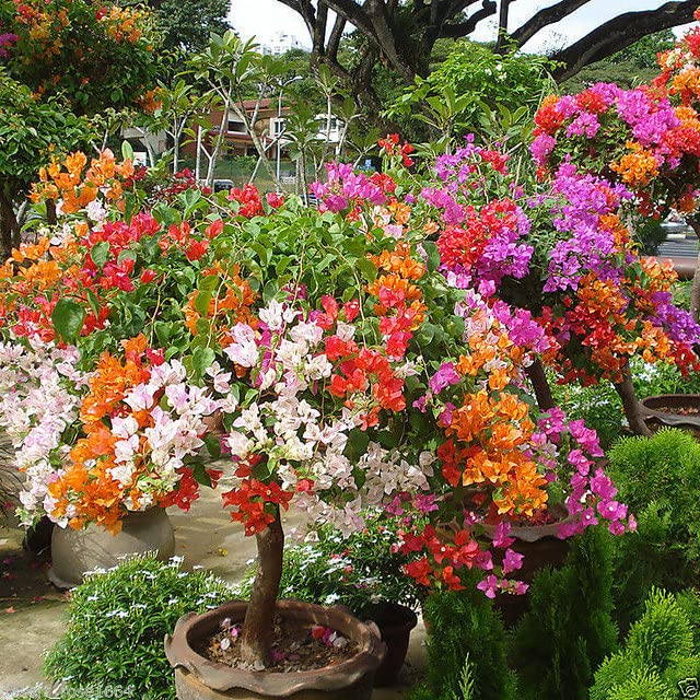 Mixed Colors Bougainvillea Flower Seeds for Planting,Perennial Heirloom Non-GMO