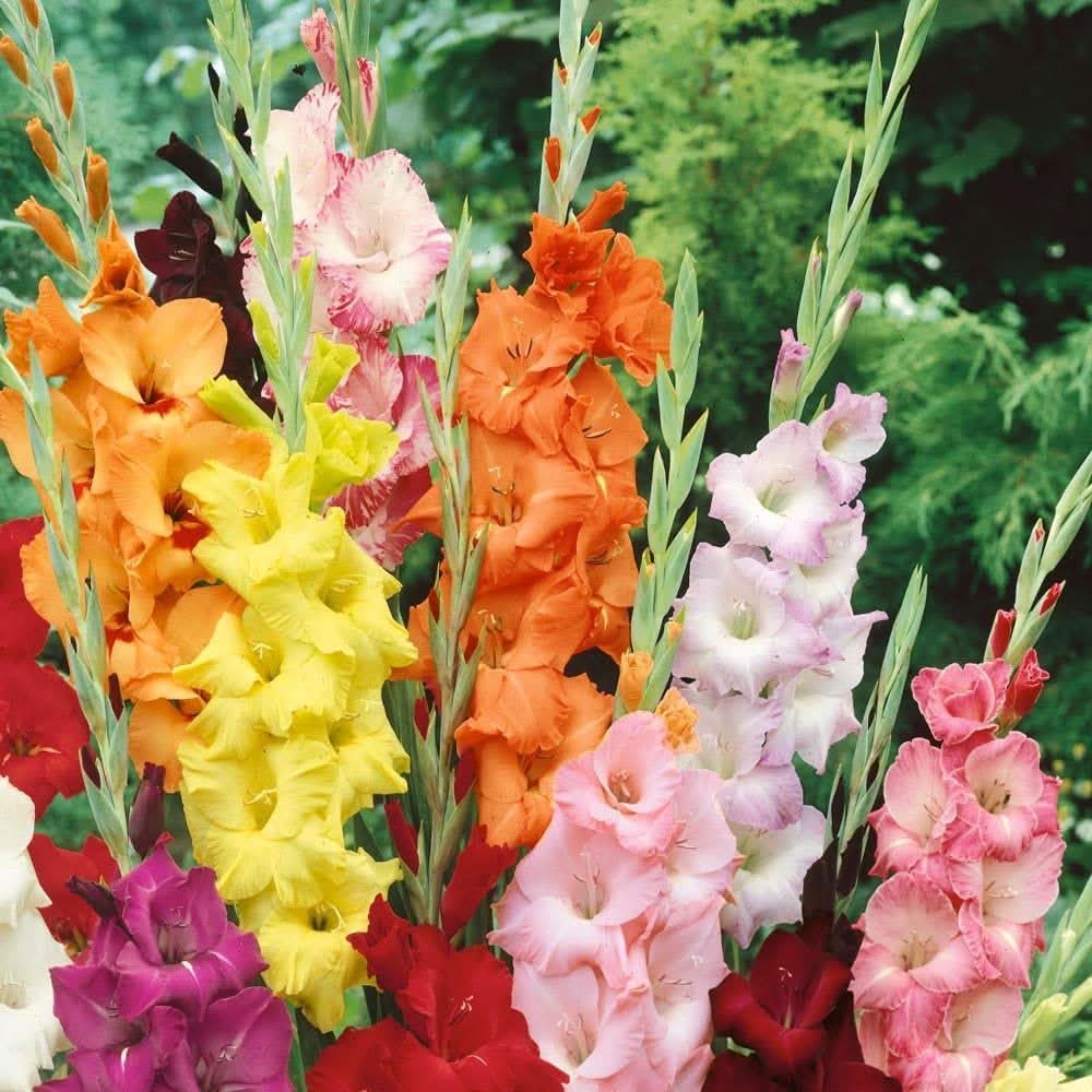 gladiolus flower flower seeds