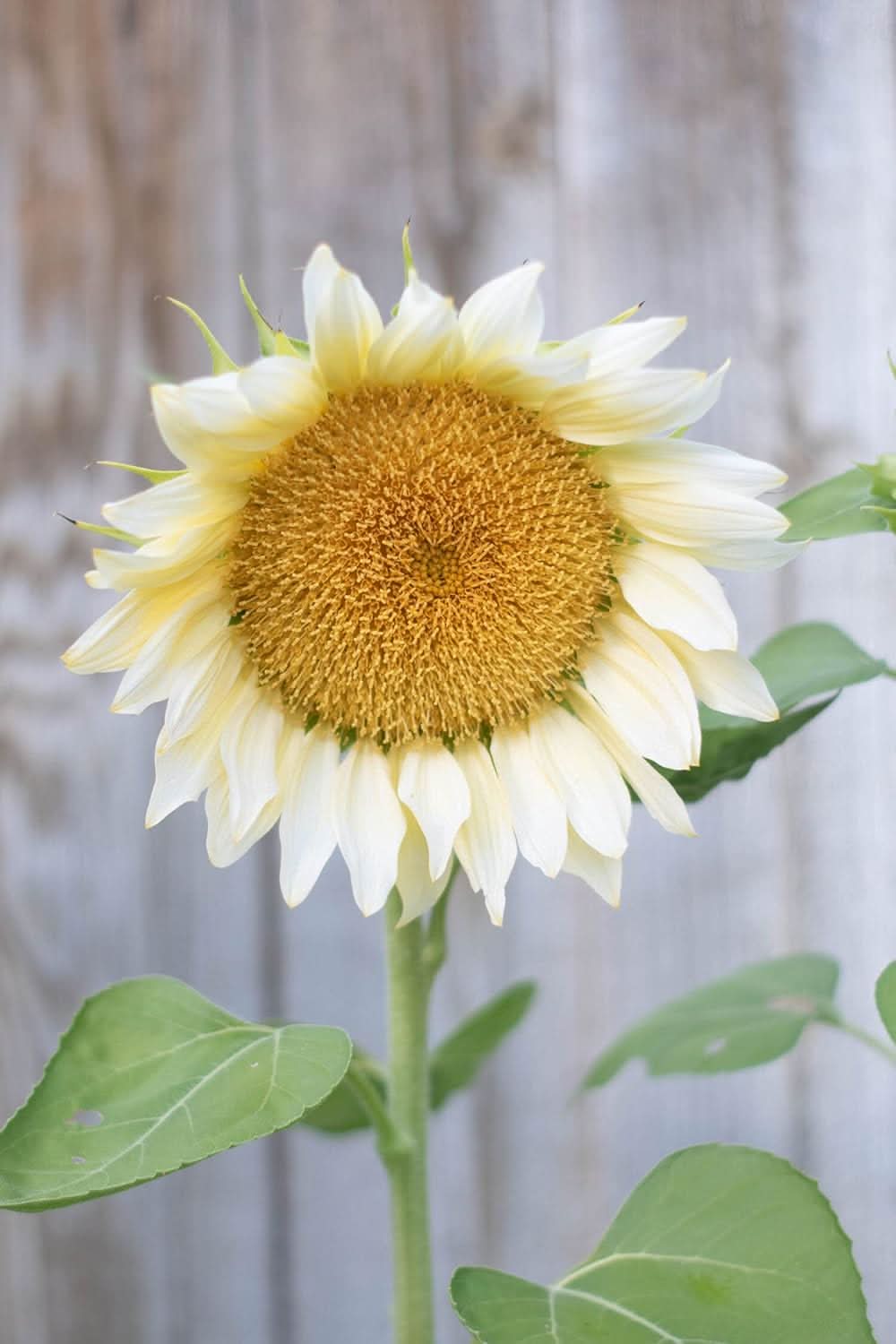 heirloom non flower seeds
