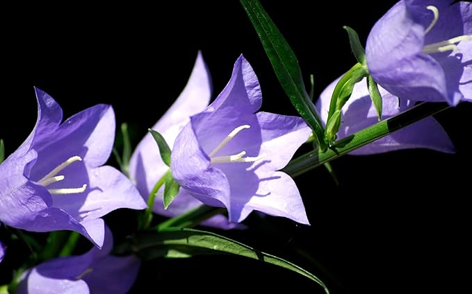 purple blue flower seeds