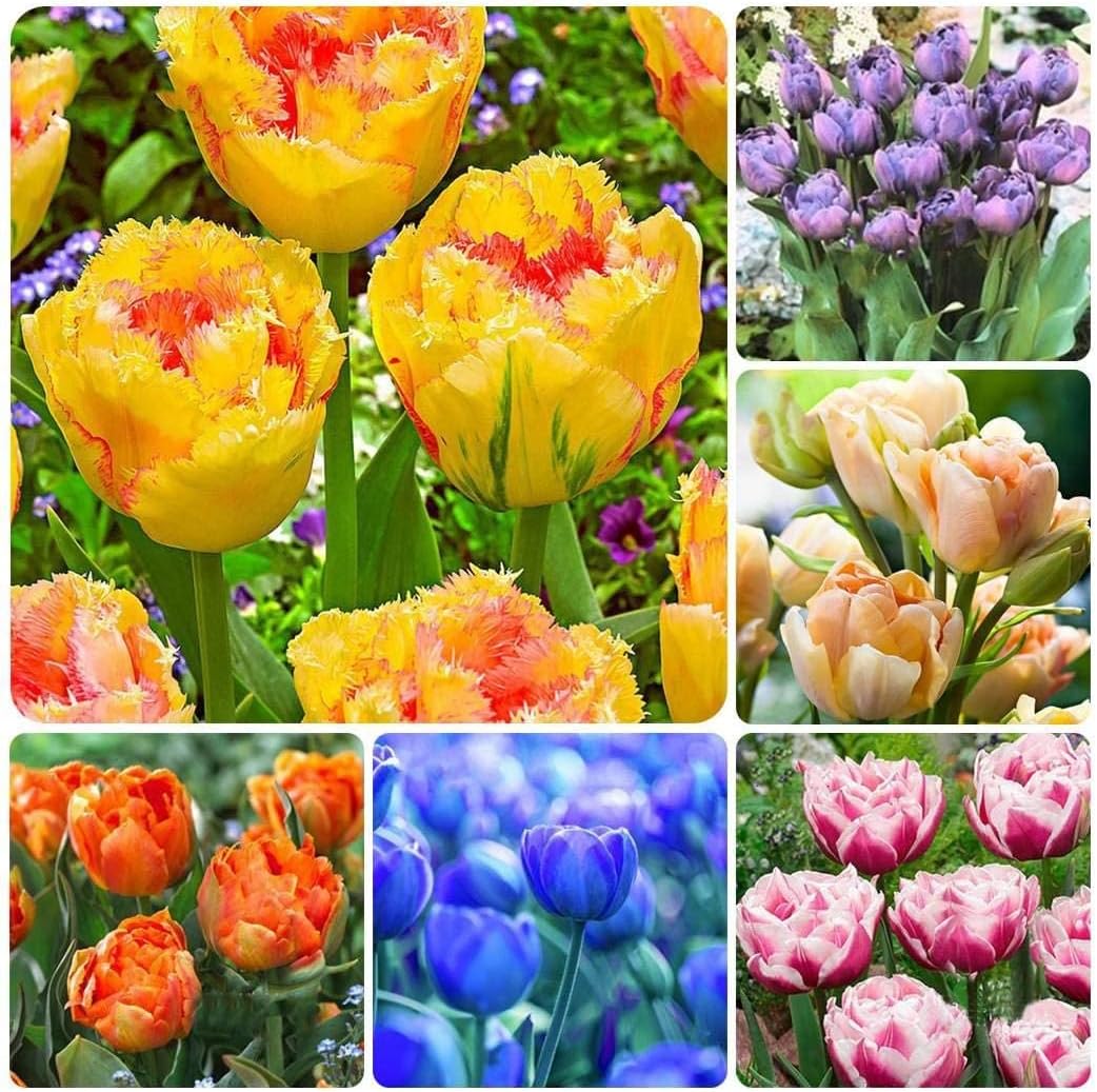 Flower Seeds, Seeds for Planting, Plant Seeds