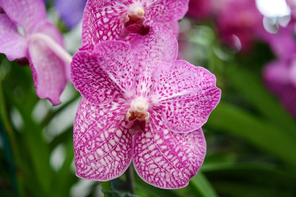 iris orchid flower seeds