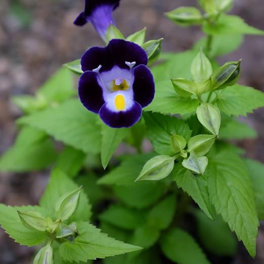 Organic Heirloom Non-GMO Deep Blue Torenia Seeds for Planting – Garden Blooms