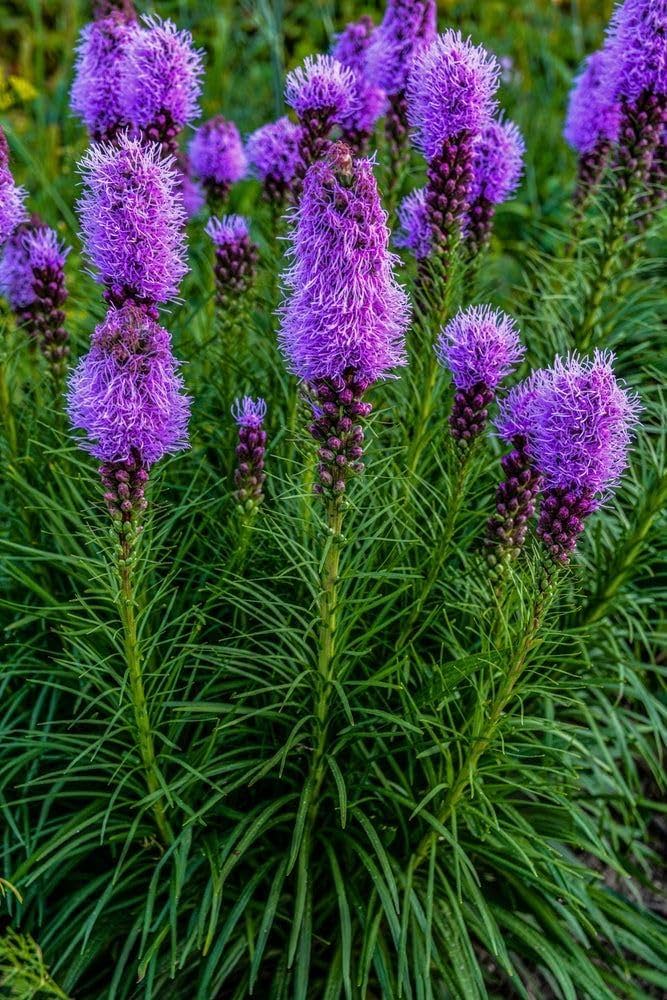 Lavender Liatris Flower Seeds for Planting 100 pcs