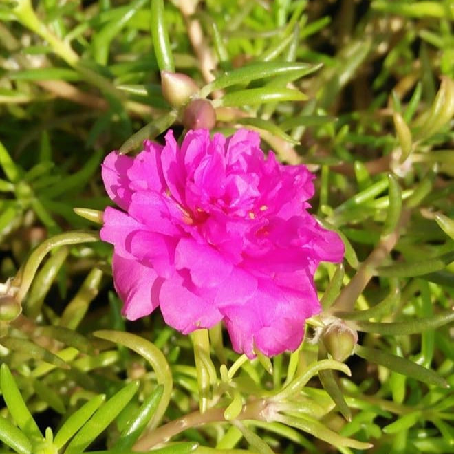 Organic Heirloom Non-GMO Pink Portulaca Seeds for Planting – Vibrant Moss Rose Flowers, High Germination